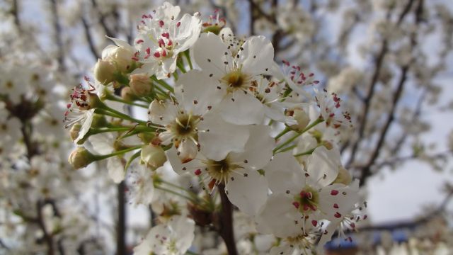 bradford_pear_tree_blossom_by_marinka_ko_shikara-d8m50j2.jpg