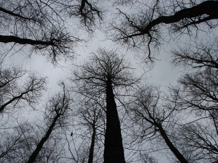 dark_trees_by_ikkari.jpg