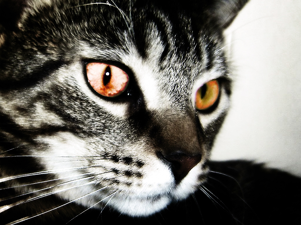 Bloodshot Cat Eyes by xSupreMaCyx on DeviantArt