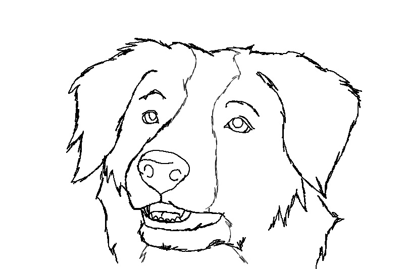 Border Collie Pages Coloring Pages