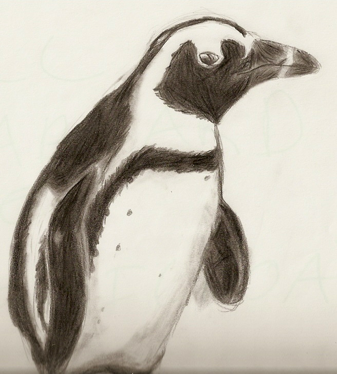 Penguin Sketch by MurdererDelacroix on DeviantArt