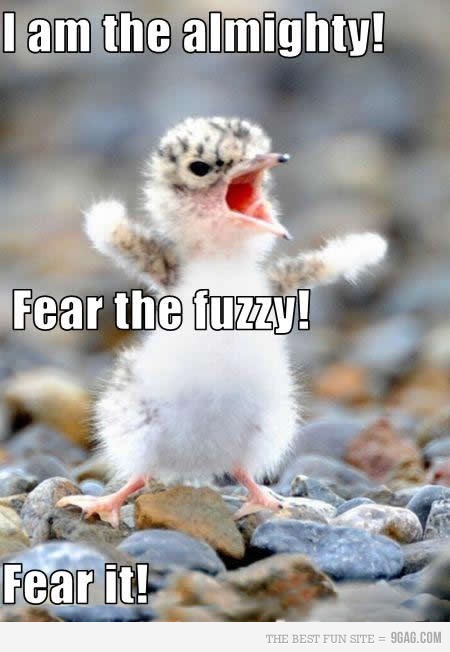 fear_the_almighty_fuzzy__by_mamapopo1-d4