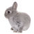 Rabbit icon.23