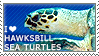 I love Hawksbill Sea Turtles by WishmasterAlchemist