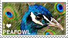 I love Peafowl by WishmasterAlchemist