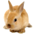 Rabbit icon.28