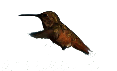 Hummingbird II by Luis-Bello on DeviantArt