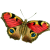Butterfly icon.10
