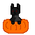 Black Cat In Pumpkin